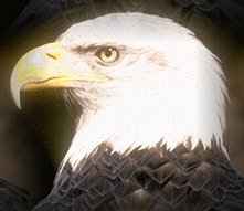eagle.jpg
