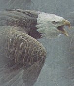 eagle1.jpg