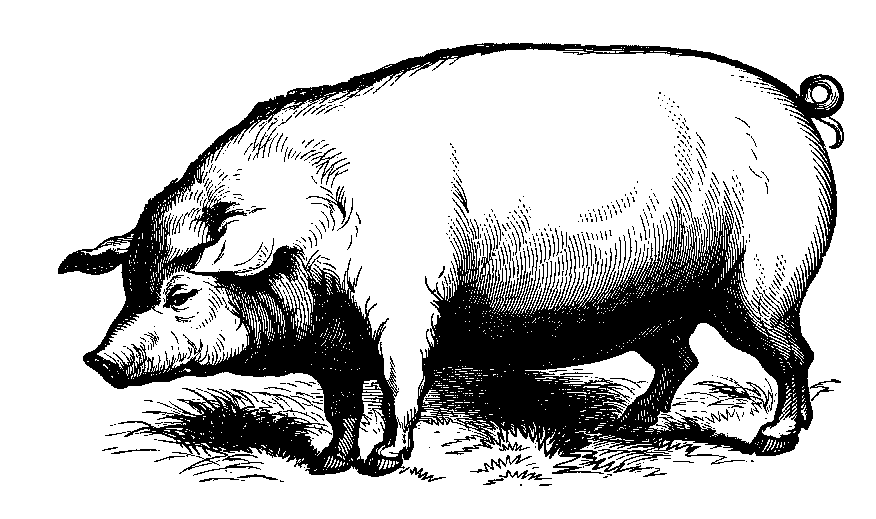 pig1.gif