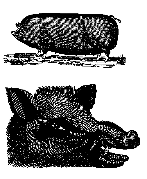 pig3.gif