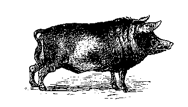 pig7.gif